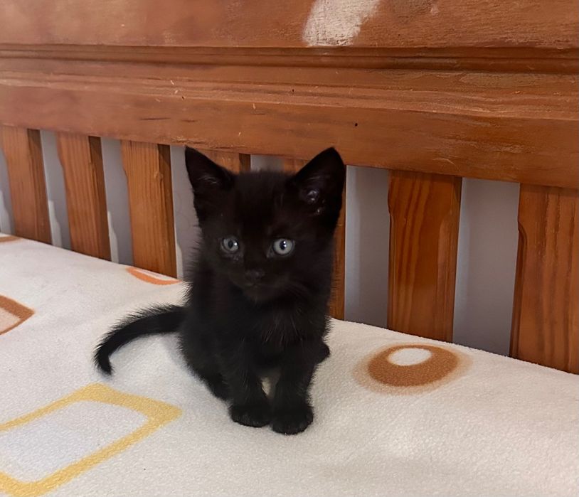 Scottish straight macho