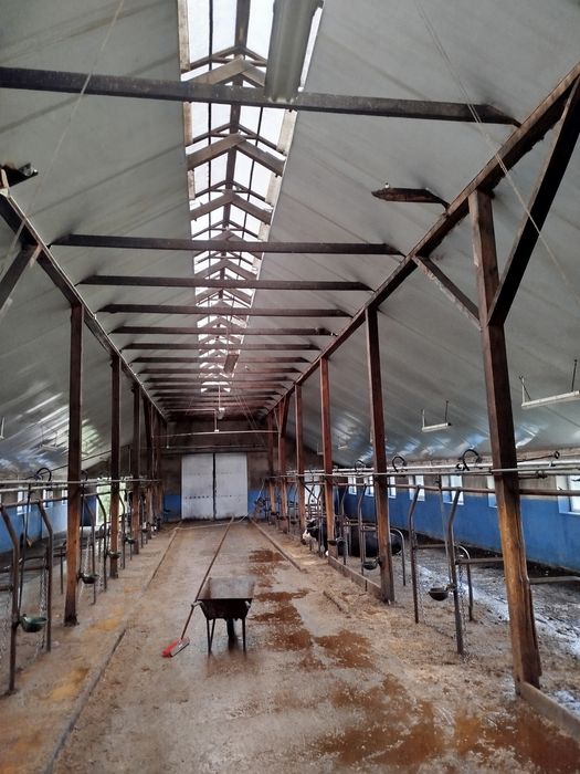 Mycie bielenie obór, kurników, elewacji dezynfekcja białkowanie