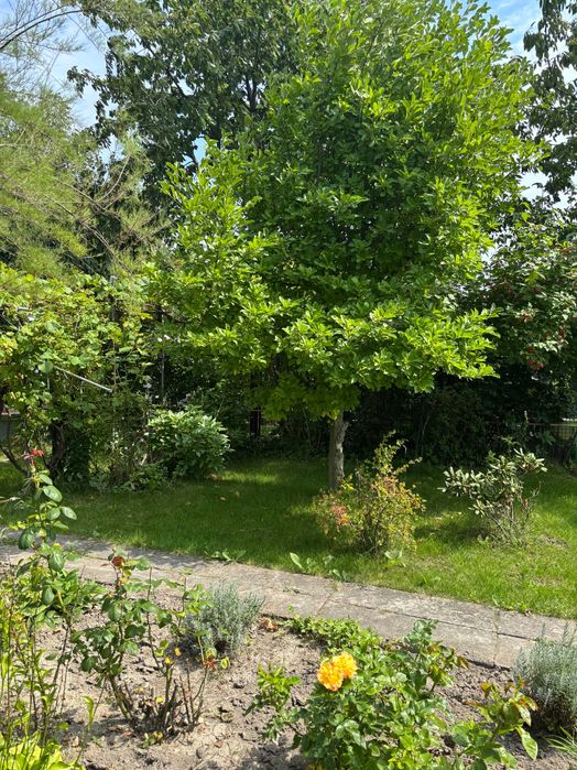 Ogródek działkowy ROD