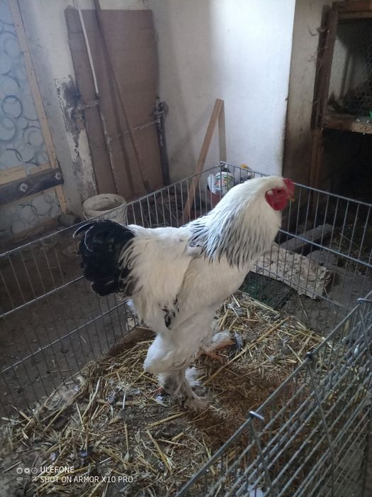 Kogut Brahma 9 miesięcy