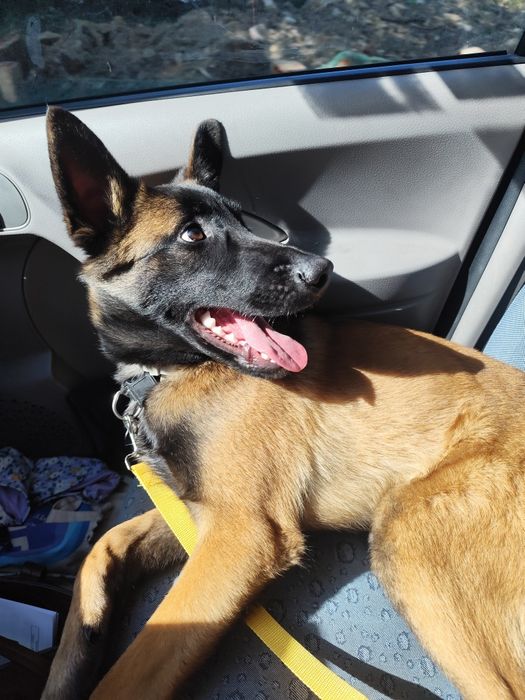 Vende-se pastor belga malinois