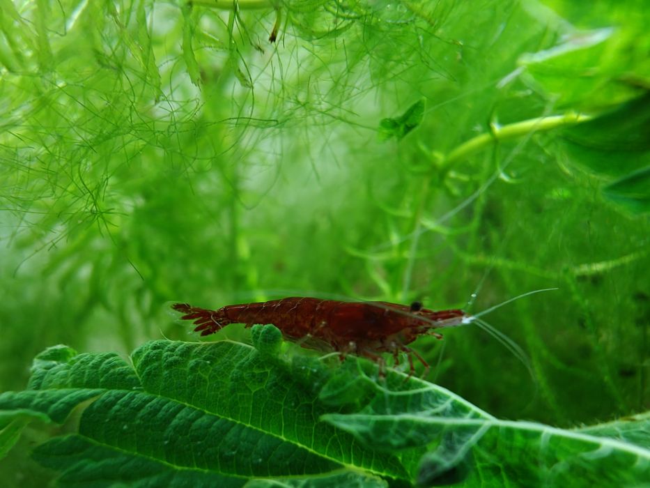 Krewetki Neocaridina Bloody Mary - czerwone