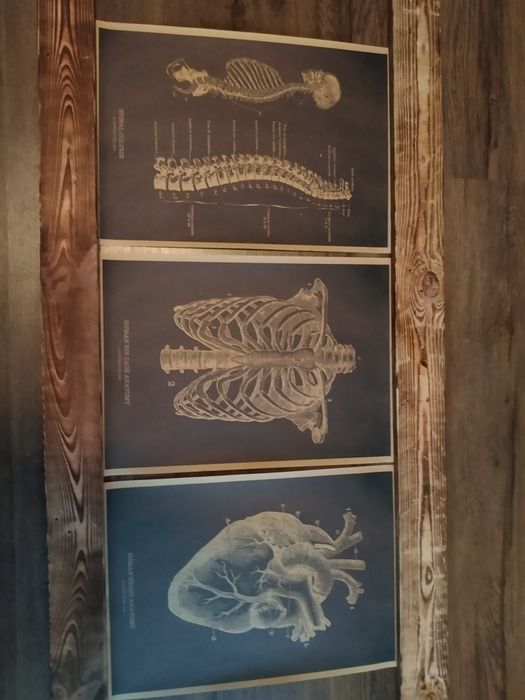 Plakaty 3x Anatomiczne.