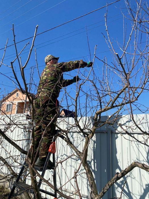 Обрізка саду, весняна обробка