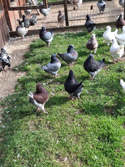 Gołębie kingi młode 2025 i z rozplodu