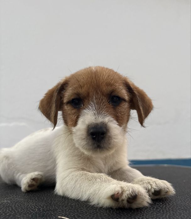 Jack Russell Terrier puppy c/Afixo e LOP