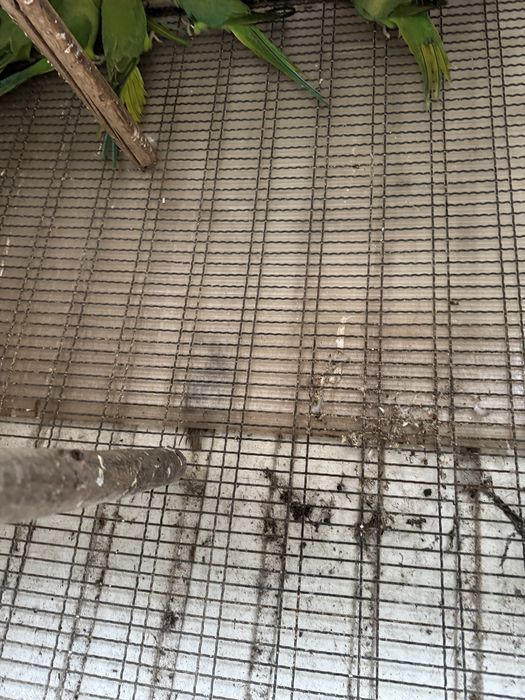 Ring neks verdes de 2024