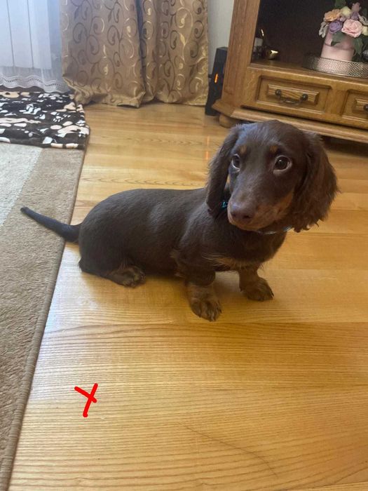 Jamnik długowłosy -chocko tan piesek