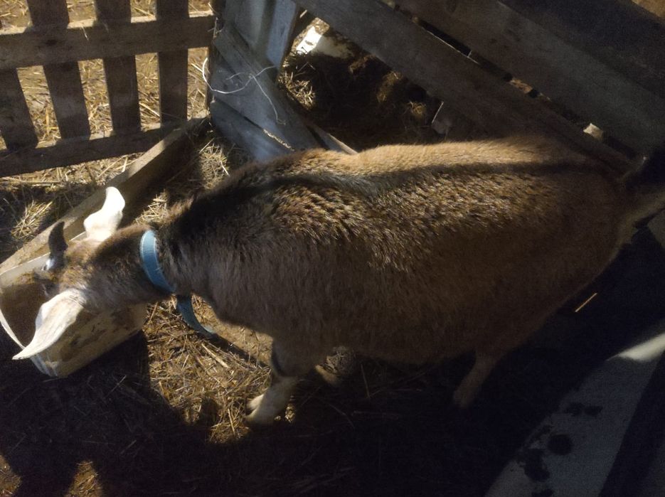 Продам кози 2 шт