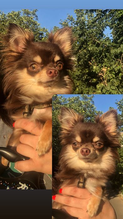 Вязка чихуахуа кобель

1500