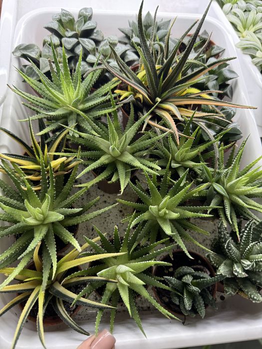 Сукуленти гастерія хавортія Haworthia Сукуленти Трунката