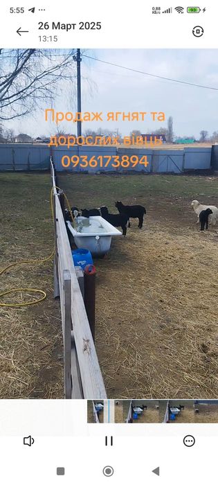 Вівці овечки ягнята романівської породи