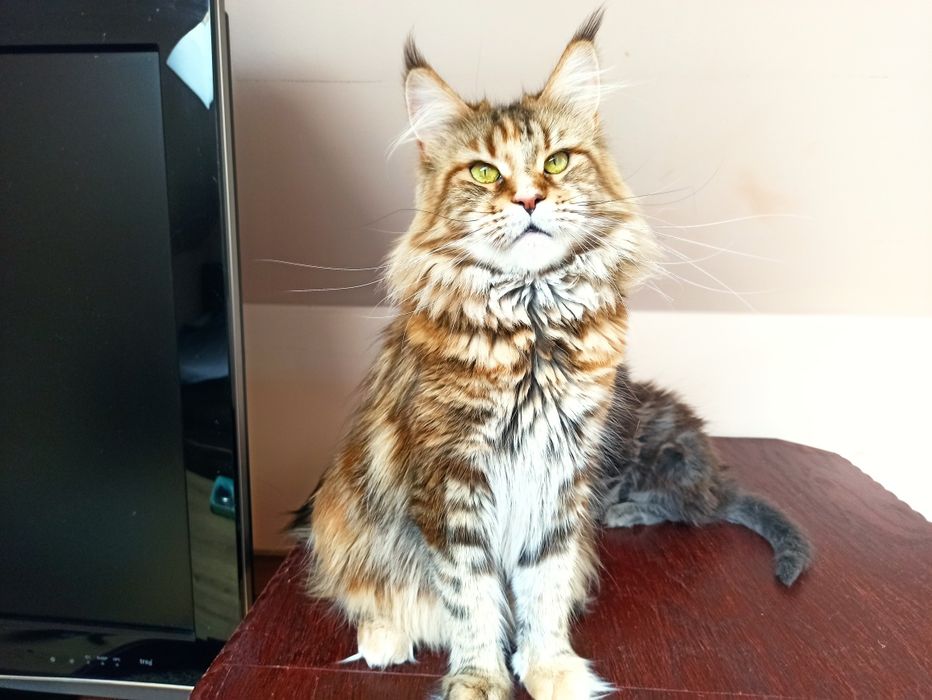 Maine Coon-kocurek tygrysio pręgowany