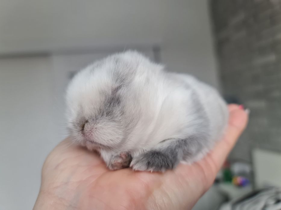 Mini lop królik króliczek miniaturka hodowla transport