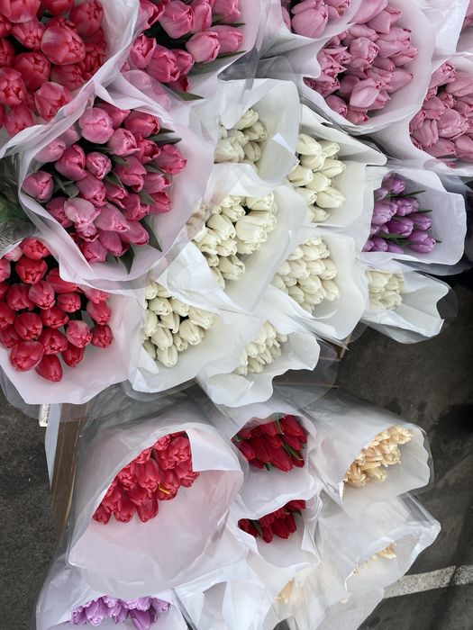 Тюльпан 35 грн, есть опт.