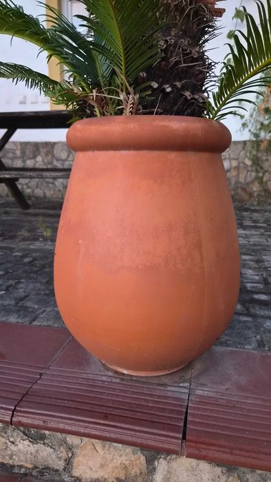 Pote de barro para exterior com Cica Revoluta