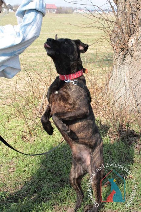 Roni -w typie cane corso szuka domu! Adoptuj!