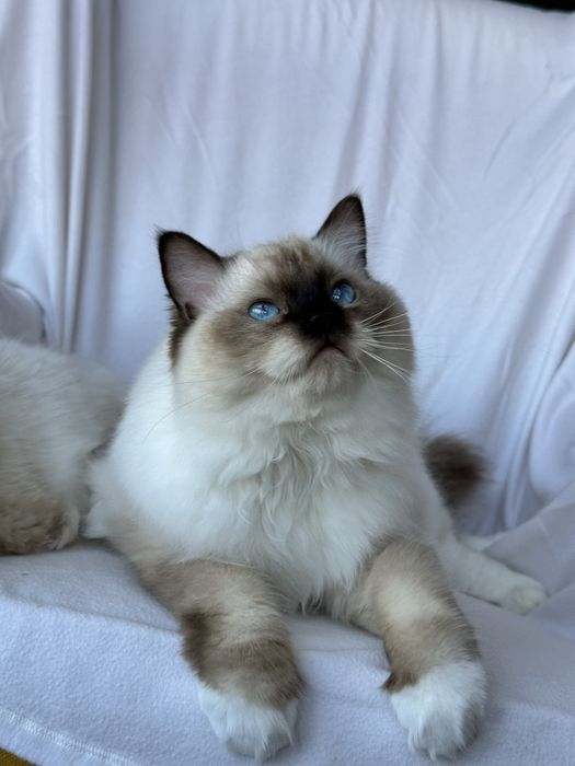 Kocurek Ragdoll seal mitted