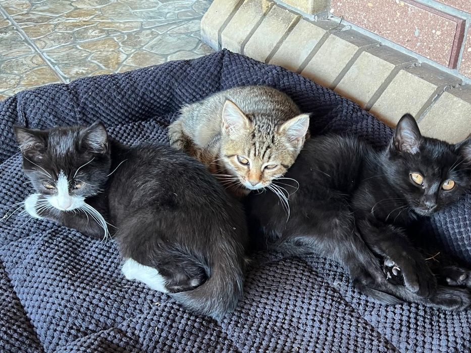 Отдам котят в хорошие руки