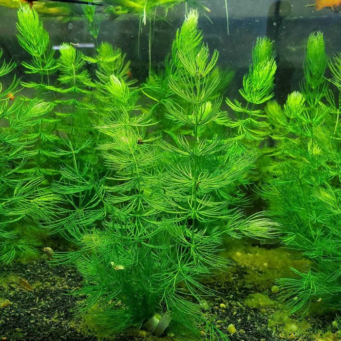 Rabo-de-Raposa (Ceratophyllum demersum) – Planta Aquática para Aquário e Lago