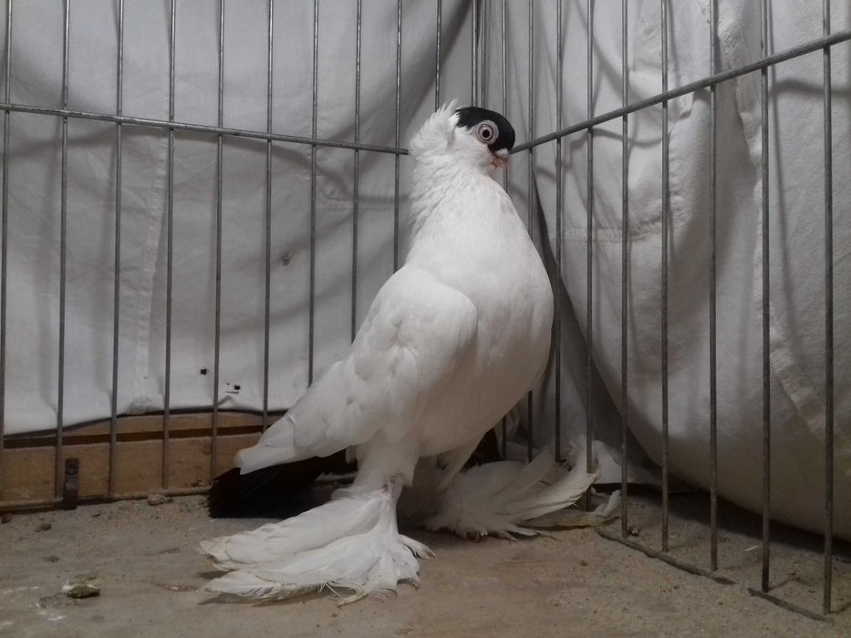 Krymek krymka krymki samiec z 2024 gołębie ozdobne