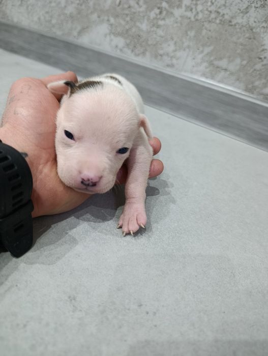 American staffordshire terrier  Amstaff