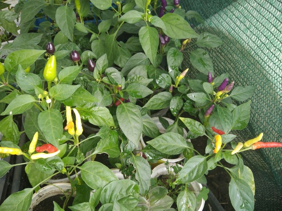 перчик комнатный