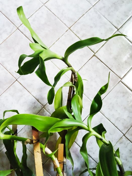 Золотой ус лекарственный