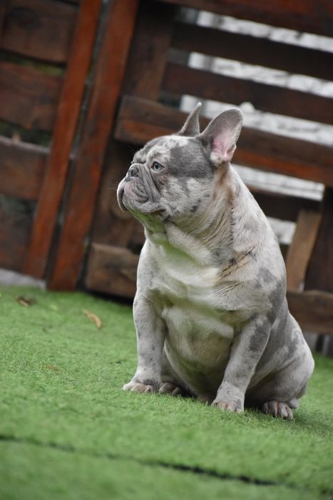 Ліловий мерле в'язка