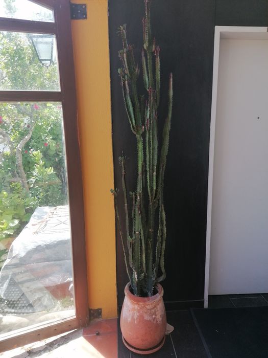Cato. Euphorbia trigona Rubra