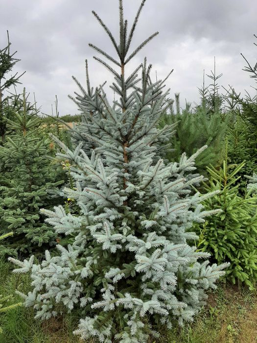 świerk kłujący NIE Pospolity 200cm