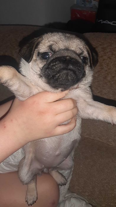 Мопс дівчинка продам