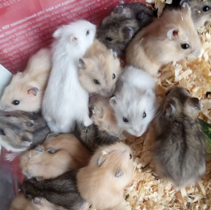 джунгарские мини хомячки ручные домашние в Харькове купить хомяк