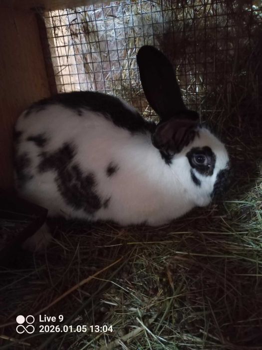 króliki tuszki samice samce