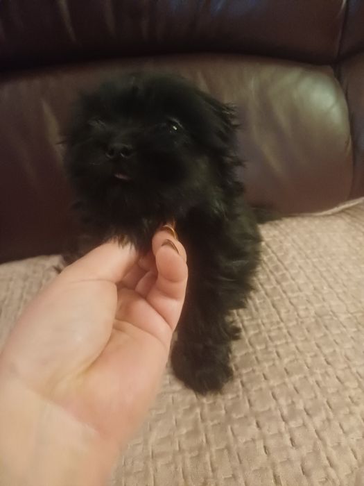 Maluszek Shih Tzu