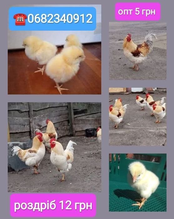 Добові півники Ломан Браун петушки циплята курчата суточні