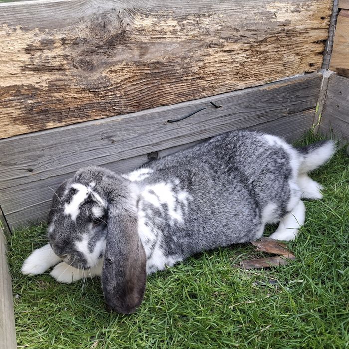 Baran Francuski samica