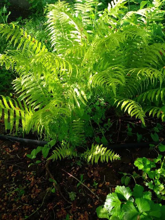 Рястка, конвалія лісова та звичайна,папороть,хоста,піони,