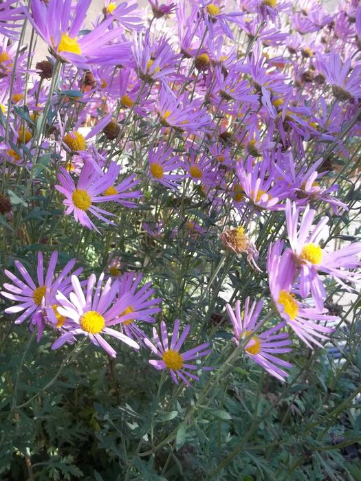 Złocień Clara-Curtis wieloletnia roślina ogrodowa.Kwiaty,rośliny.