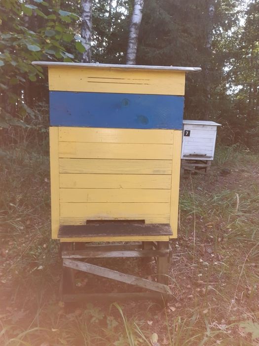 Sprzedam rodziny pszczelarskie