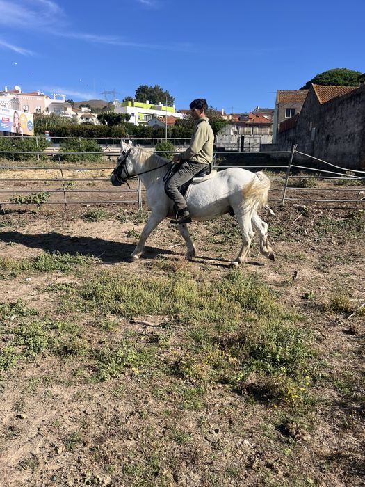 Cavalo breeton montado engatado