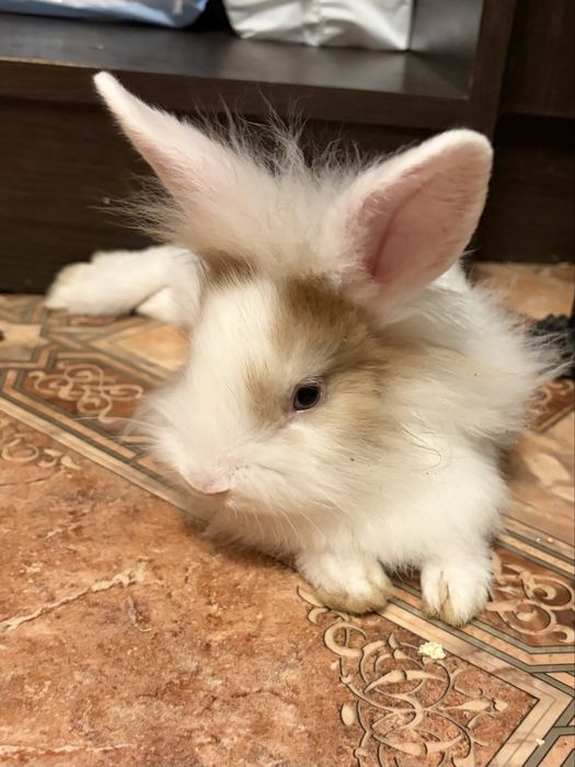 БЕЗКОШТОВНО віддам в хороші руки