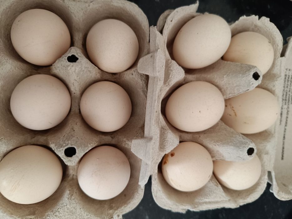 Ovos caseiros muito bons