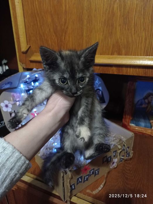 Кошенятка, 10 місяців! На любий колір))