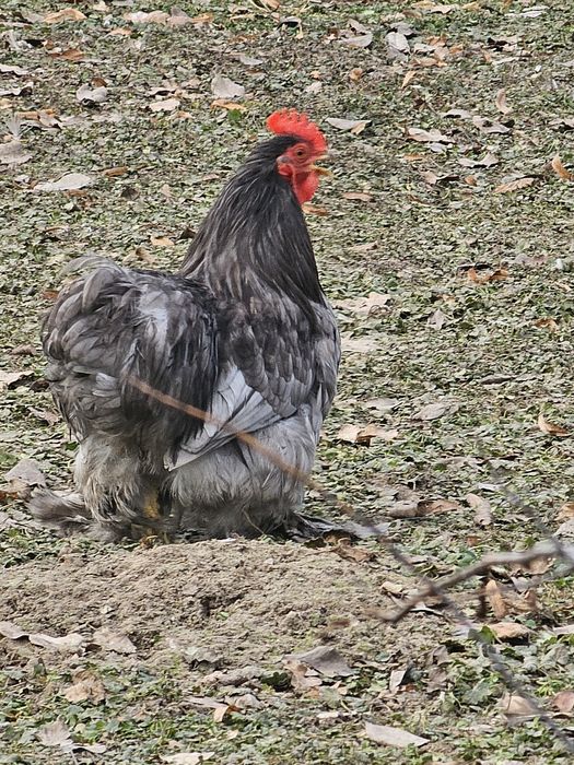 Karzełek kochin  Kochin miniaturowy