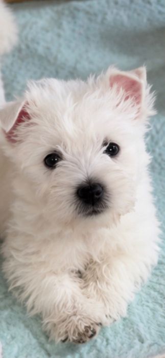 West Highland White Terrier ZKwP - szczeniak piesek Perfect Pride