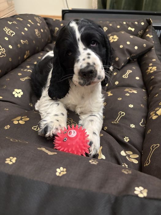 Piesek cocker spaniel angielski z rodowodem