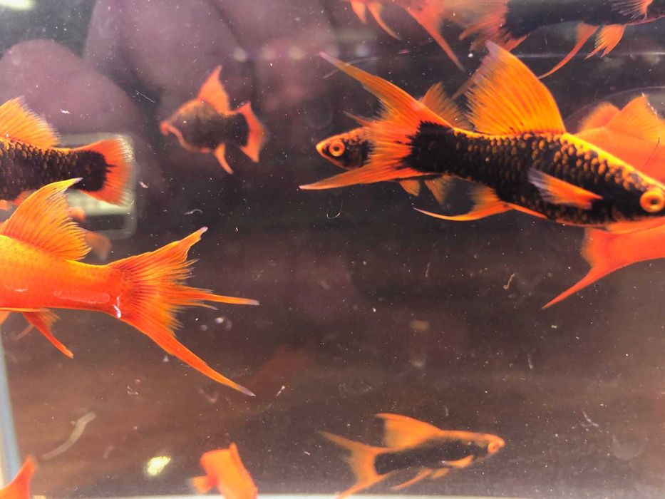 Alpha Mieczyk , Red Ruby