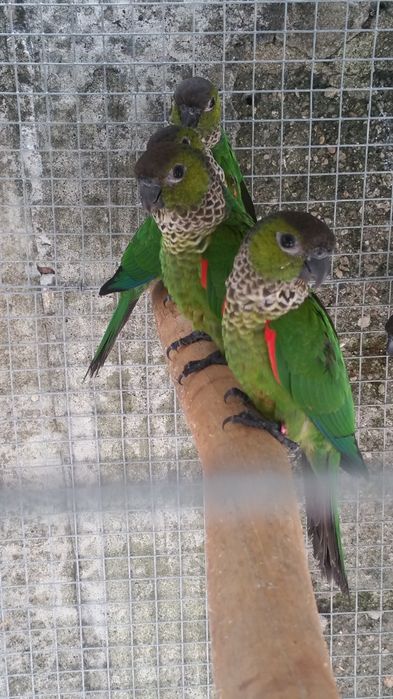 Pyrrhuras rupicola
