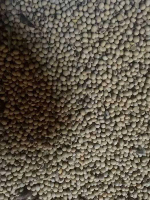 Sprzedam soję odmiana